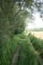 Track to Treetops